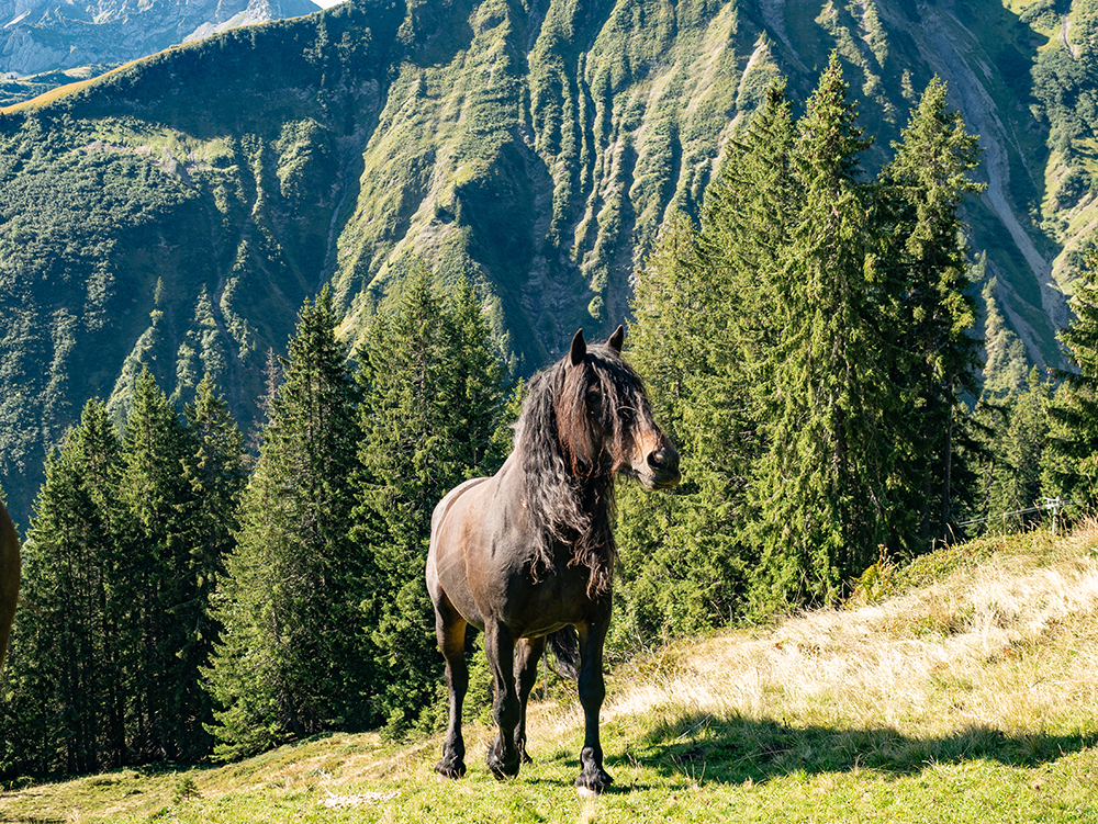Frau Bergschön Engeratgundsee