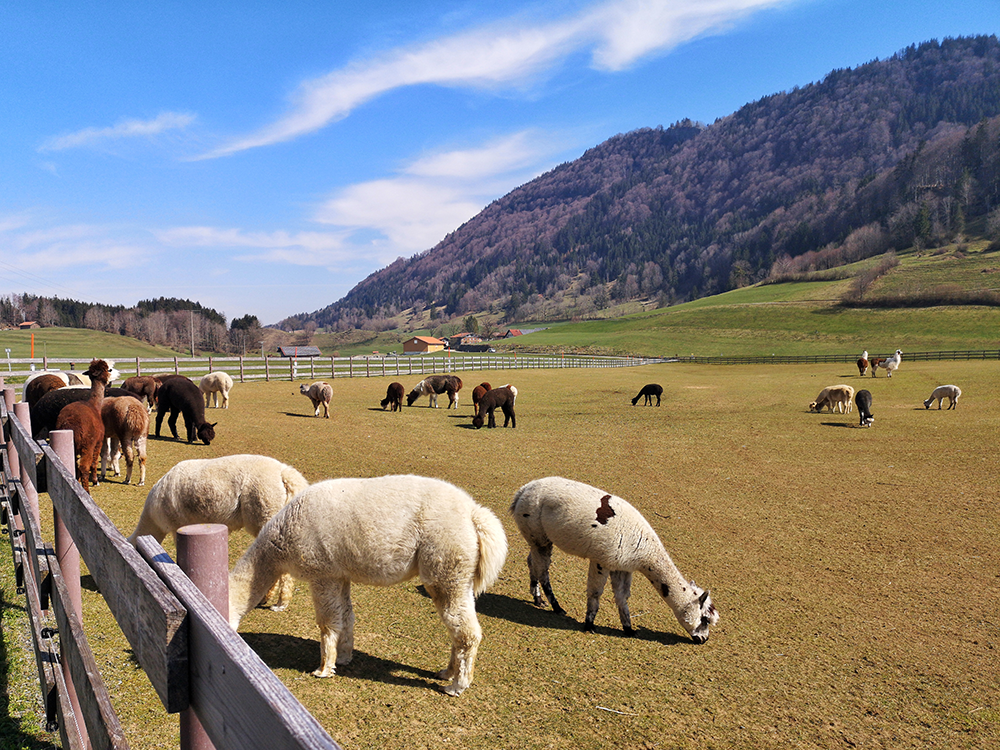 Frau Bergschön Allgäu Kleinwalsertal Tannheimer Tal