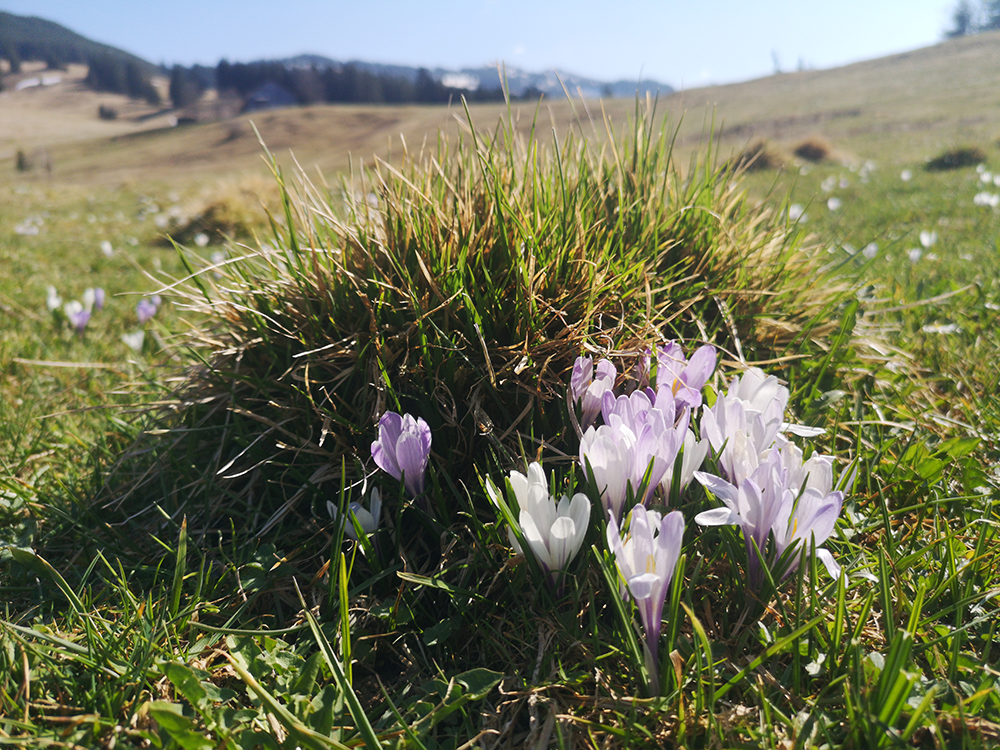 Frau Bergschön Allgäu Kleinwalsertal Tannheimer Tal