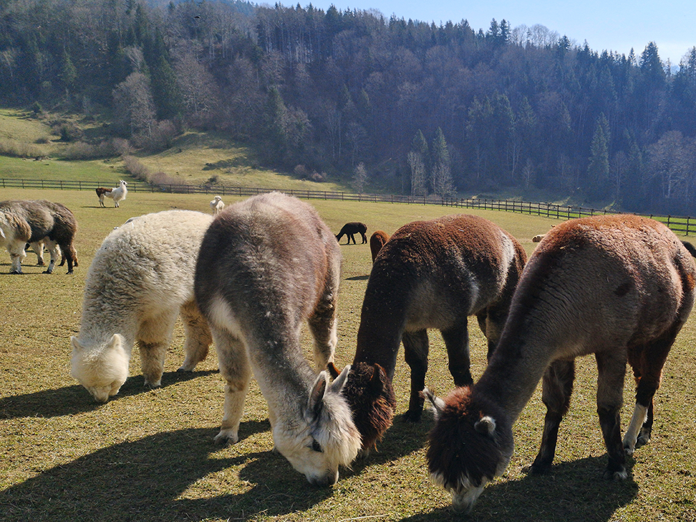 Frau Bergschön Allgäu Kleinwalsertal Tannheimer Tal