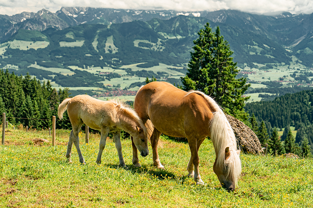 Krumbach Alpe Vorder alpe Bergschön bergschon Allgäu allgau