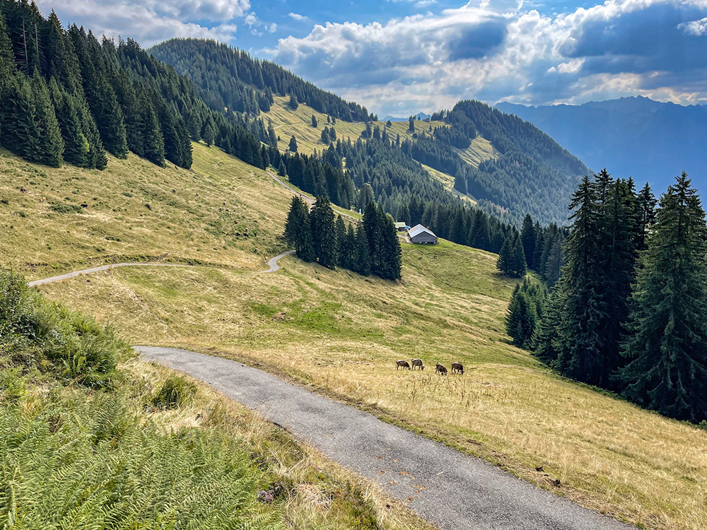 alpbesuch bolgental